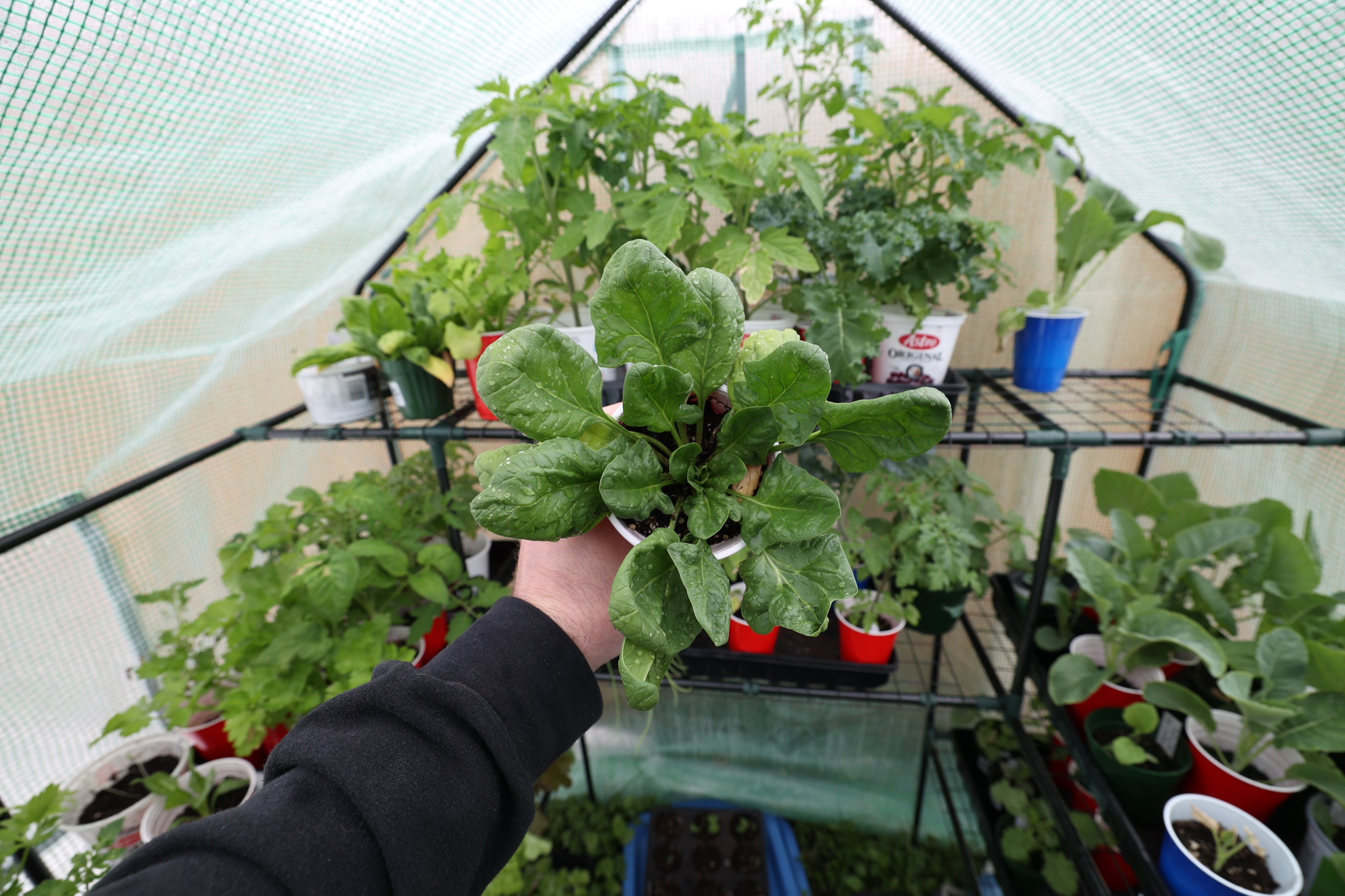 Zone 8 Garden Planting Schedule