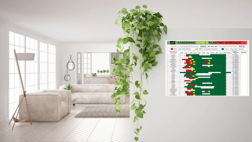 Zone 8 Garden Planting Schedule